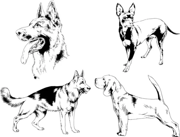 Dibujos Vectoriales Bocetos Pedigrí Perros Gatos Dibujados Tinta Mano Objetos — Archivo Imágenes Vectoriales