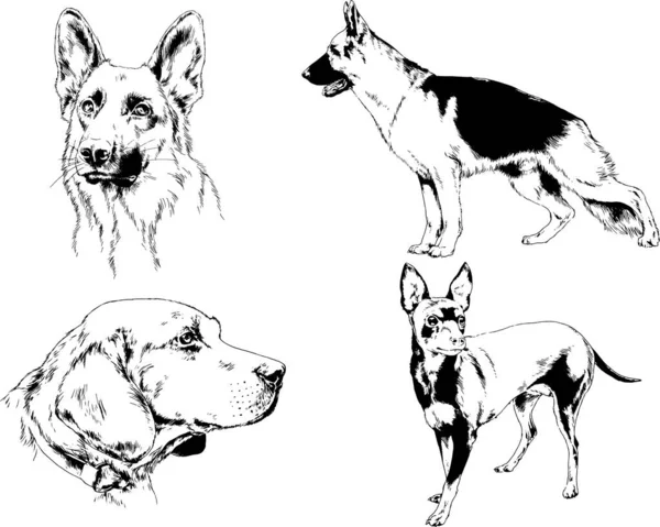 Dibujos Vectoriales Bocetos Pedigrí Perros Gatos Dibujados Tinta Mano Objetos — Archivo Imágenes Vectoriales