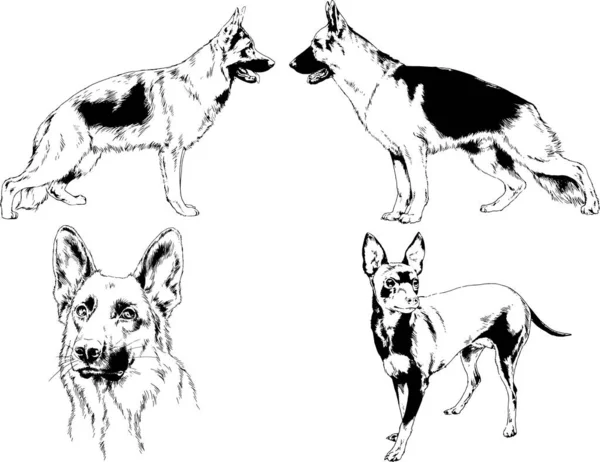 Векторные Рисунки Эскизы Родословных Собак Кошек Нарисованных Чернилами Вручную Объектов — стоковый вектор
