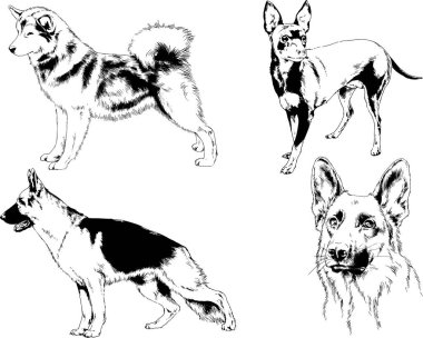 Vektör çizimleri, arka planı olmayan nesneler, mürekkeple çizilmiş soylu köpek ve kedileri çizer.