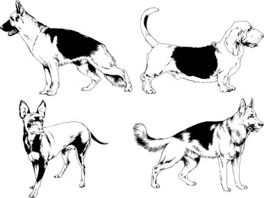 Vektör çizimleri, arka planı olmayan nesneler, mürekkeple çizilmiş soylu köpek ve kedileri çizer.