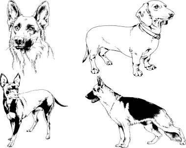 Vektör çizimleri, arka planı olmayan nesneler, mürekkeple çizilmiş soylu köpek ve kedileri çizer.