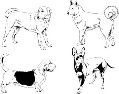 Vektör çizimleri, arka planı olmayan nesneler, mürekkeple çizilmiş soylu köpek ve kedileri çizer.