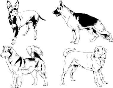 Vektör çizimleri, arka planı olmayan nesneler, mürekkeple çizilmiş soylu köpek ve kedileri çizer.
