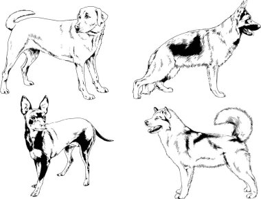 Vektör çizimleri, arka planı olmayan nesneler, mürekkeple çizilmiş soylu köpek ve kedileri çizer.