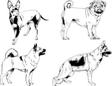 Vektör çizimleri, arka planı olmayan nesneler, mürekkeple çizilmiş soylu köpek ve kedileri çizer.