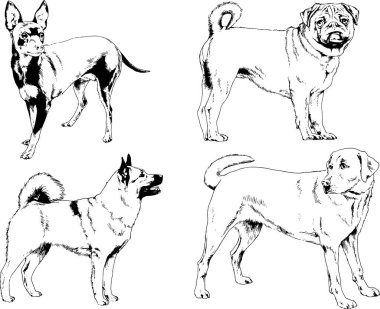 Vektör çizimleri, arka planı olmayan nesneler, mürekkeple çizilmiş soylu köpek ve kedileri çizer.