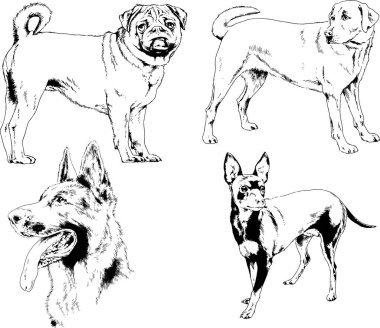 Vektör çizimleri, arka planı olmayan nesneler, mürekkeple çizilmiş soylu köpek ve kedileri çizer.