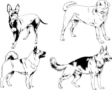 Vektör çizimleri, arka planı olmayan nesneler, mürekkeple çizilmiş soylu köpek ve kedileri çizer.
