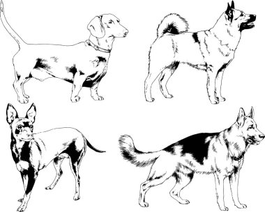 Vektör çizimleri, arka planı olmayan nesneler, mürekkeple çizilmiş soylu köpek ve kedileri çizer.