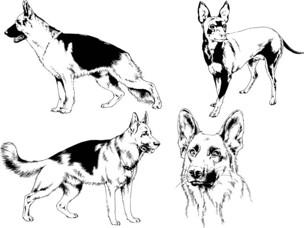 ベクターの絵は手描きでインクで描いた血統の犬や猫 背景のないもの — ストックベクタ