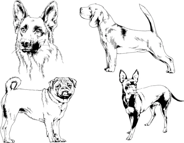 Desenhos Vetoriais Esboços Pedigree Cães Gatos Desenhados Tinta Mão Objetos —  Vetores de Stock