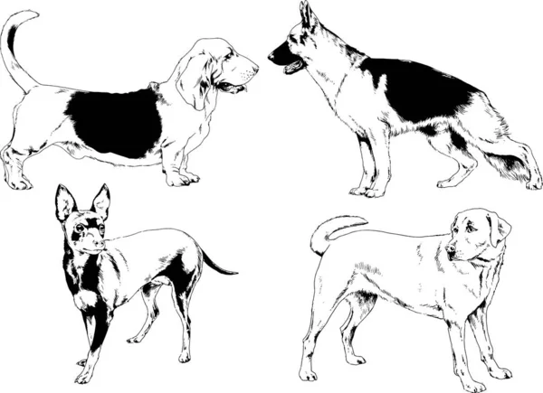 Dibujos Vectoriales Bocetos Pedigrí Perros Gatos Dibujados Tinta Mano Objetos — Vector de stock