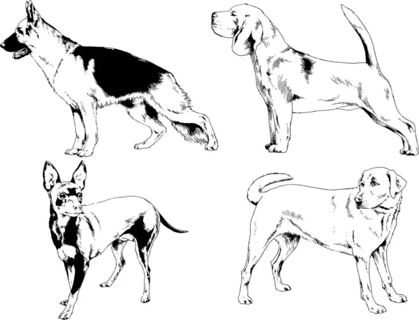 Dessins Vectoriels Croquis Pedigree Chiens Chats Dessinés Encre Main Objets — Image vectorielle