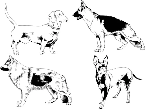Desenhos Vetoriais Esboços Pedigree Cães Gatos Desenhados Tinta Mão Objetos — Vetor de Stock