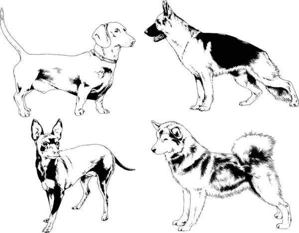 Dibujos Vectoriales Bocetos Pedigrí Perros Gatos Dibujados Tinta Mano Objetos — Vector de stock