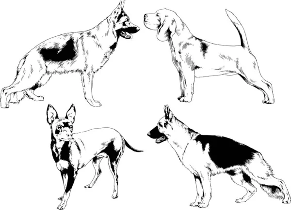 Dessins Vectoriels Croquis Pedigree Chiens Chats Dessinés Encre Main Objets — Image vectorielle