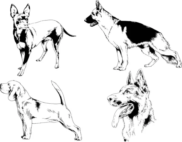 Desenhos Vetoriais Esboços Pedigree Cães Gatos Desenhados Tinta Mão Objetos —  Vetores de Stock