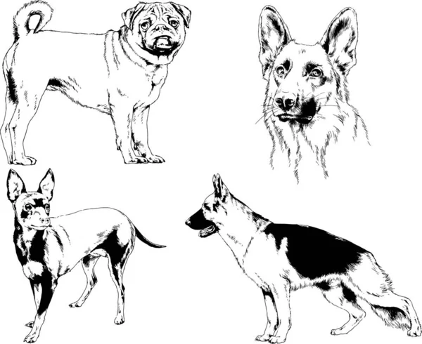 Disegni Vettoriali Schizzi Pedigree Cani Gatti Disegnati Mano Con Inchiostro — Vettoriale Stock