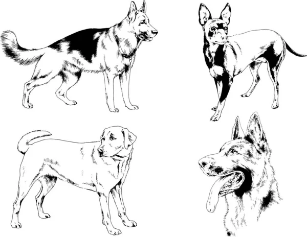 Dessins Vectoriels Croquis Pedigree Chiens Chats Dessinés Encre Main Objets — Image vectorielle