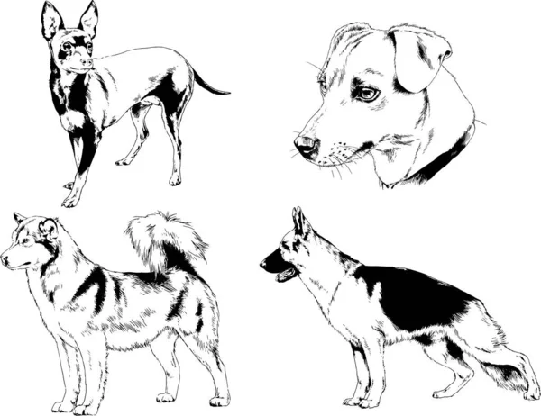 ベクターの絵は手描きでインクで描いた血統の犬や猫 背景のないもの — ストックベクタ