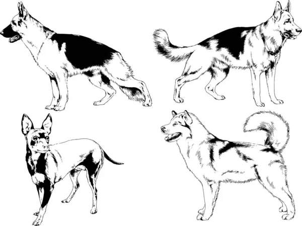 Dessins Vectoriels Croquis Pedigree Chiens Chats Dessinés Encre Main Objets — Image vectorielle