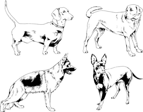 Dessins Vectoriels Croquis Pedigree Chiens Chats Dessinés Encre Main Objets — Image vectorielle