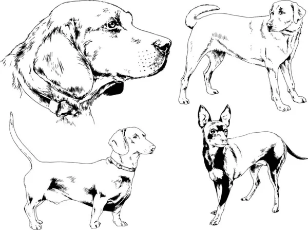 Dessins Vectoriels Croquis Pedigree Chiens Chats Dessinés Encre Main Objets — Image vectorielle