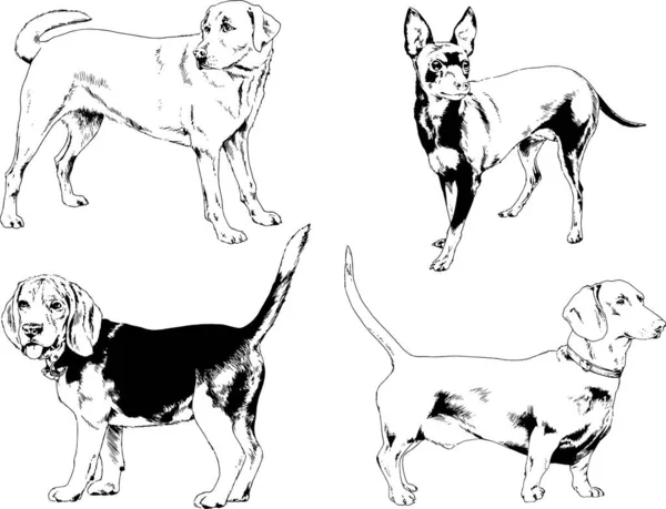 Desenhos Vetoriais Esboços Pedigree Cães Gatos Desenhados Tinta Mão Objetos — Vetor de Stock