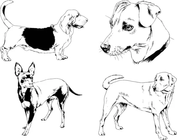 Dessins Vectoriels Croquis Pedigree Chiens Chats Dessinés Encre Main Objets — Image vectorielle