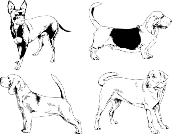 Dibujos Vectoriales Bocetos Pedigrí Perros Gatos Dibujados Tinta Mano Objetos — Vector de stock