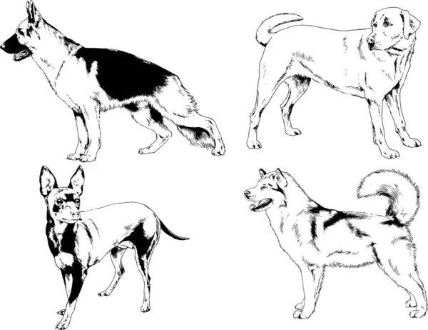 Dibujos Vectoriales Bocetos Pedigrí Perros Gatos Dibujados Tinta Mano Objetos — Archivo Imágenes Vectoriales