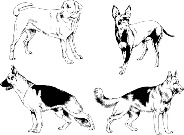 ベクターの絵は手描きでインクで描いた血統の犬や猫 背景のないもの — ストックベクタ