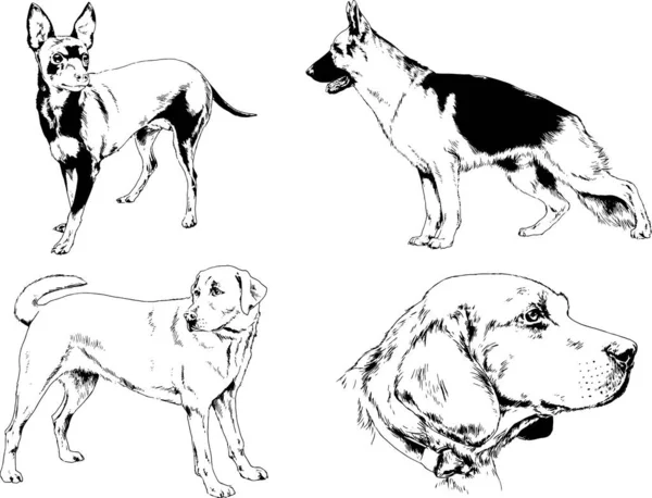 Desenhos Vetoriais Esboços Pedigree Cães Gatos Desenhados Tinta Mão Objetos —  Vetores de Stock