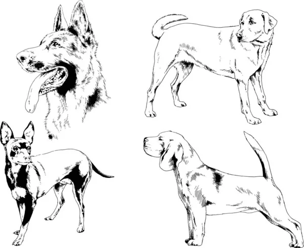 Desenhos Vetoriais Esboços Pedigree Cães Gatos Desenhados Tinta Mão Objetos —  Vetores de Stock