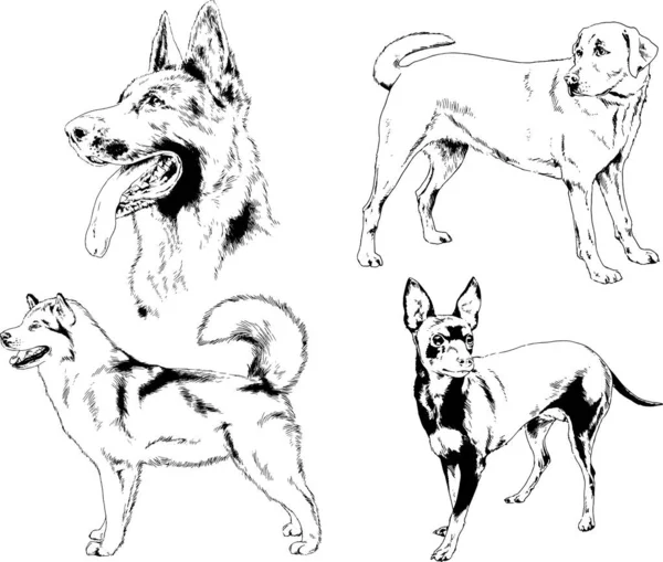 Desenhos Vetoriais Esboços Pedigree Cães Gatos Desenhados Tinta Mão Objetos — Vetor de Stock