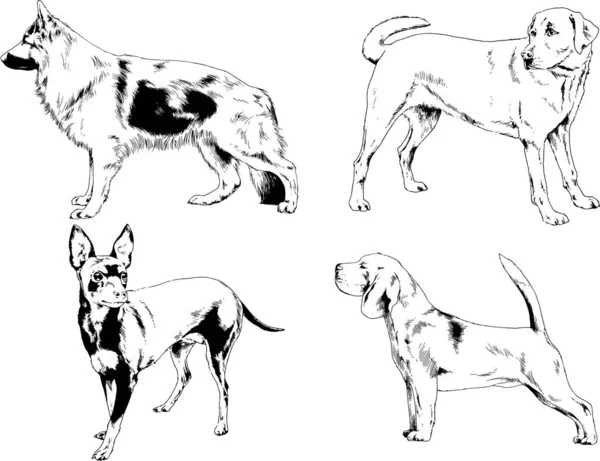 Dibujos Vectoriales Bocetos Pedigrí Perros Gatos Dibujados Tinta Mano Objetos — Archivo Imágenes Vectoriales