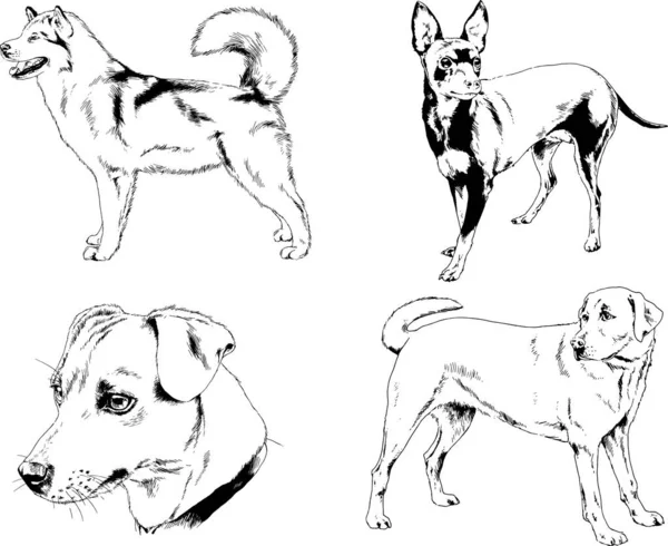 Σχέδια Διάνυσμα Pedigree Σκίτσα Σκυλιά Και Γάτες Που Μελάνι Χέρι — Διανυσματικό Αρχείο