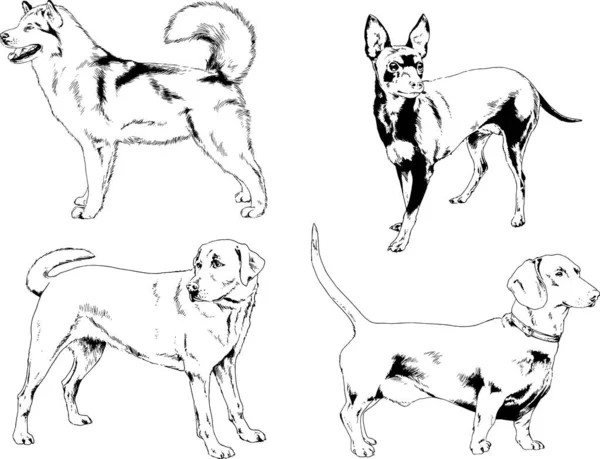 Dibujos Vectoriales Bocetos Pedigrí Perros Gatos Dibujados Tinta Mano Objetos — Vector de stock