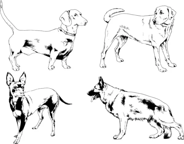 Dibujos Vectoriales Bocetos Pedigrí Perros Gatos Dibujados Tinta Mano Objetos — Vector de stock