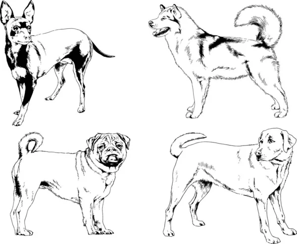 Vektorové Kresby Kreslí Ručně Psí Rodokmeny Kočky Kreslené Inkoustem Objekty — Stockový vektor