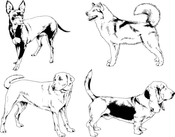 Dessins Vectoriels Croquis Pedigree Chiens Chats Dessinés Encre Main Objets — Image vectorielle