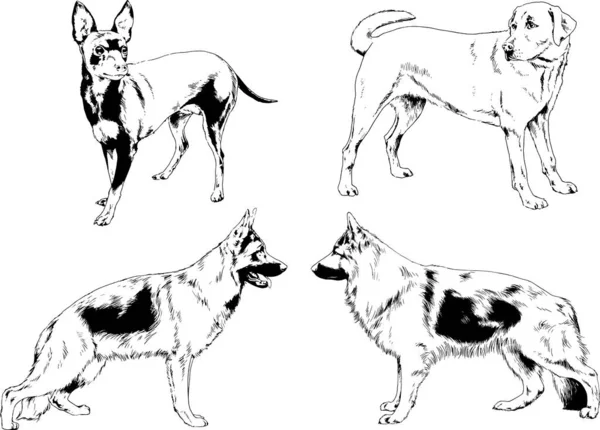 Dibujos Vectoriales Bocetos Pedigrí Perros Gatos Dibujados Tinta Mano Objetos — Archivo Imágenes Vectoriales