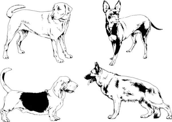 Dessins Vectoriels Croquis Pedigree Chiens Chats Dessinés Encre Main Objets — Image vectorielle