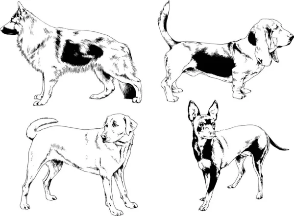 Desenhos Vetoriais Esboços Pedigree Cães Gatos Desenhados Tinta Mão Objetos —  Vetores de Stock