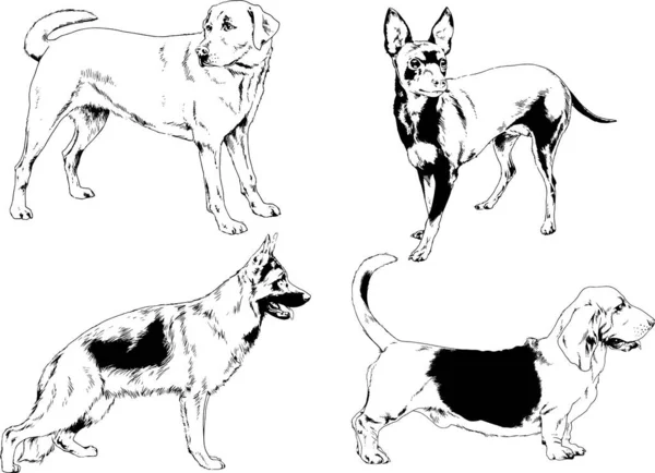 Desenhos Vetoriais Esboços Pedigree Cães Gatos Desenhados Tinta Mão Objetos — Vetor de Stock