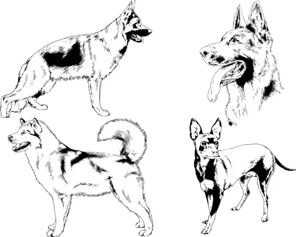 Desenhos Vetoriais Esboços Pedigree Cães Gatos Desenhados Tinta Mão Objetos —  Vetores de Stock
