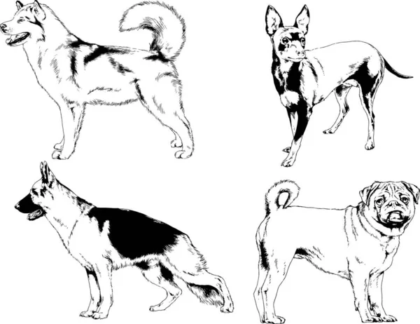 Desenhos Vetoriais Esboços Pedigree Cães Gatos Desenhados Tinta Mão Objetos — Vetor de Stock