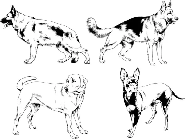 矢量绘图素描用笔画的家犬和猫 没有背景的物体 — 图库矢量图片