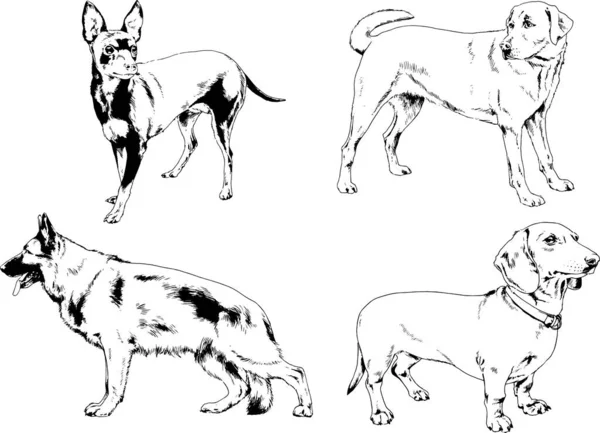 Dessins Vectoriels Croquis Pedigree Chiens Chats Dessinés Encre Main Objets — Image vectorielle